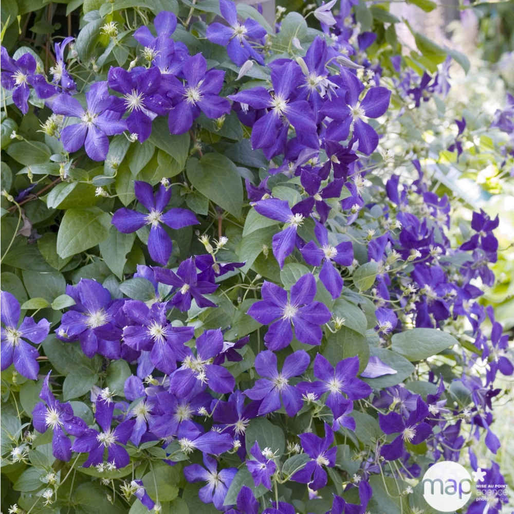 Clématite jackmanii Purpurea® Zojapur, pot 3 litres