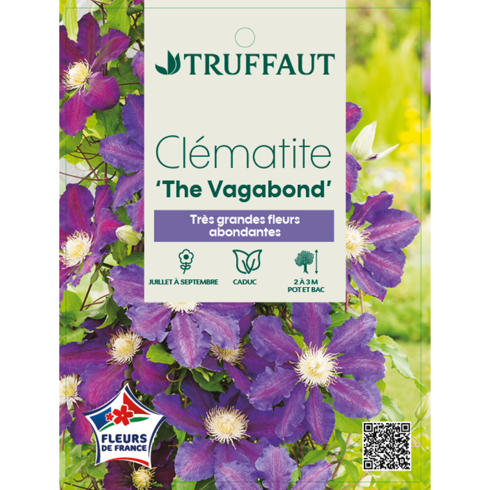 Clematis hybride 'The Vagabond ':conteneur 1,5 Litres
