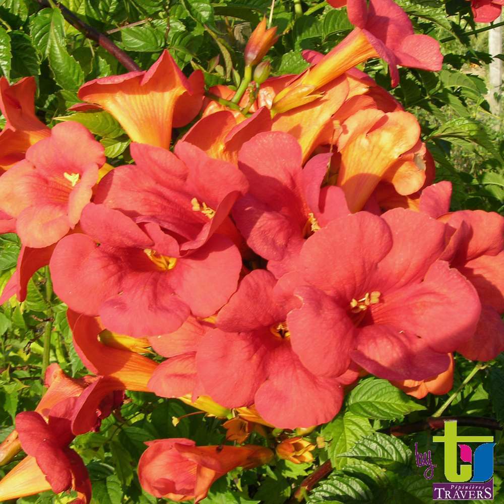 Campsis 'Madame Gallen' : conteneur de 3 Litres.