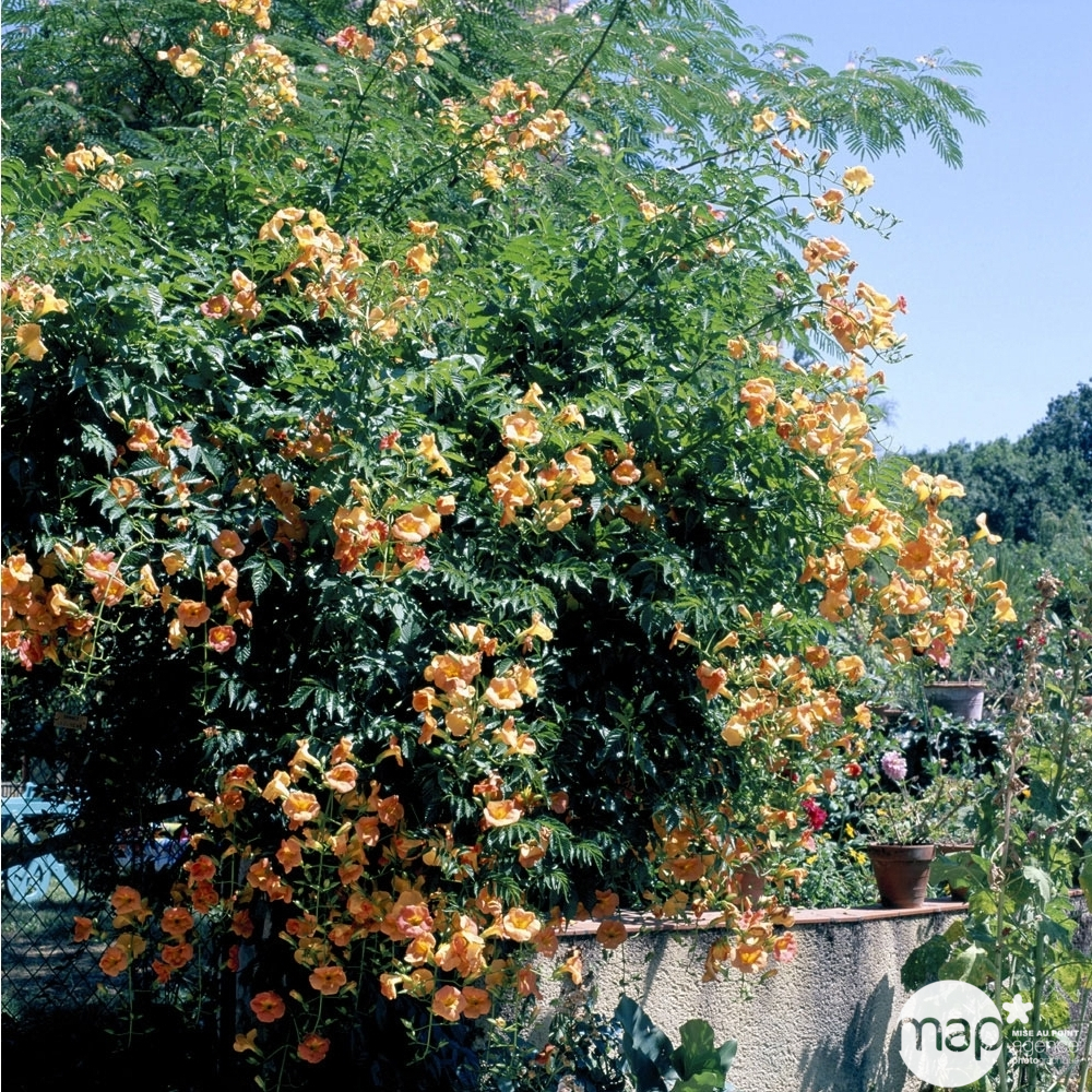 Campsis Yellow Trumpett : ctr 3 litres