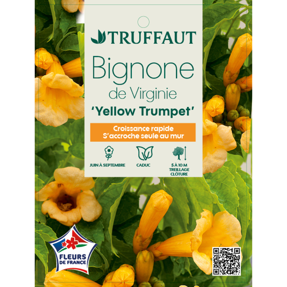 Campsis Yellow Trumpett : ctr 3 litres