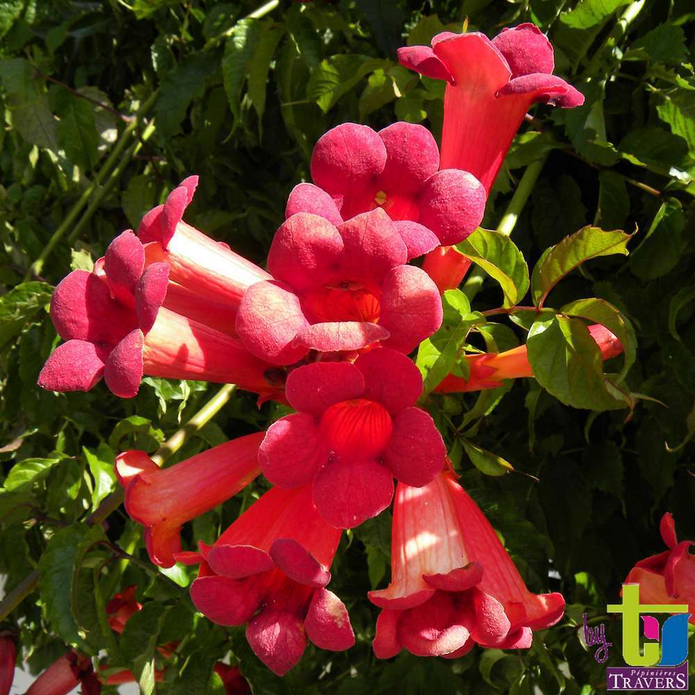 Campsis 'Stromboli' : conteneur de 3 Litres.