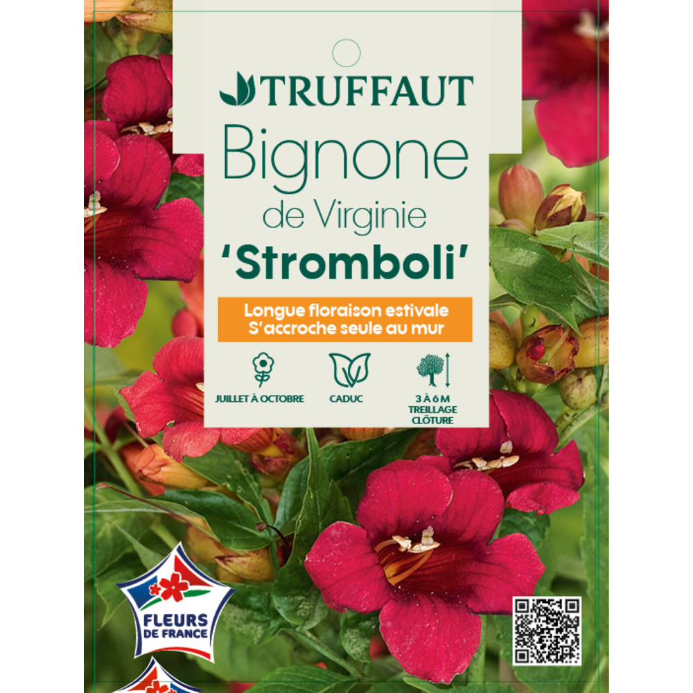 Campsis 'Stromboli' : conteneur de 3 Litres.