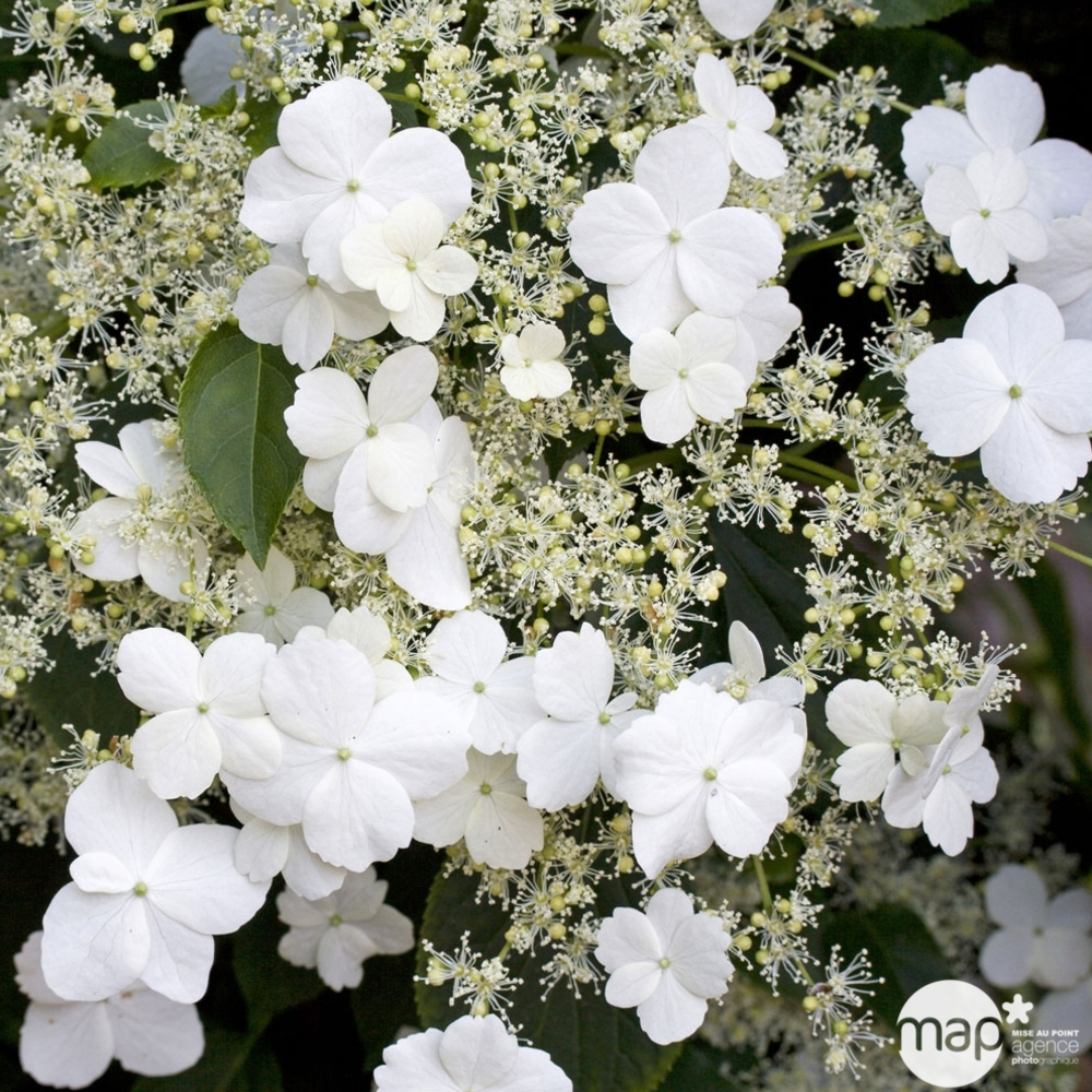 Hydrangea petiolaris : ctr de 3 litres