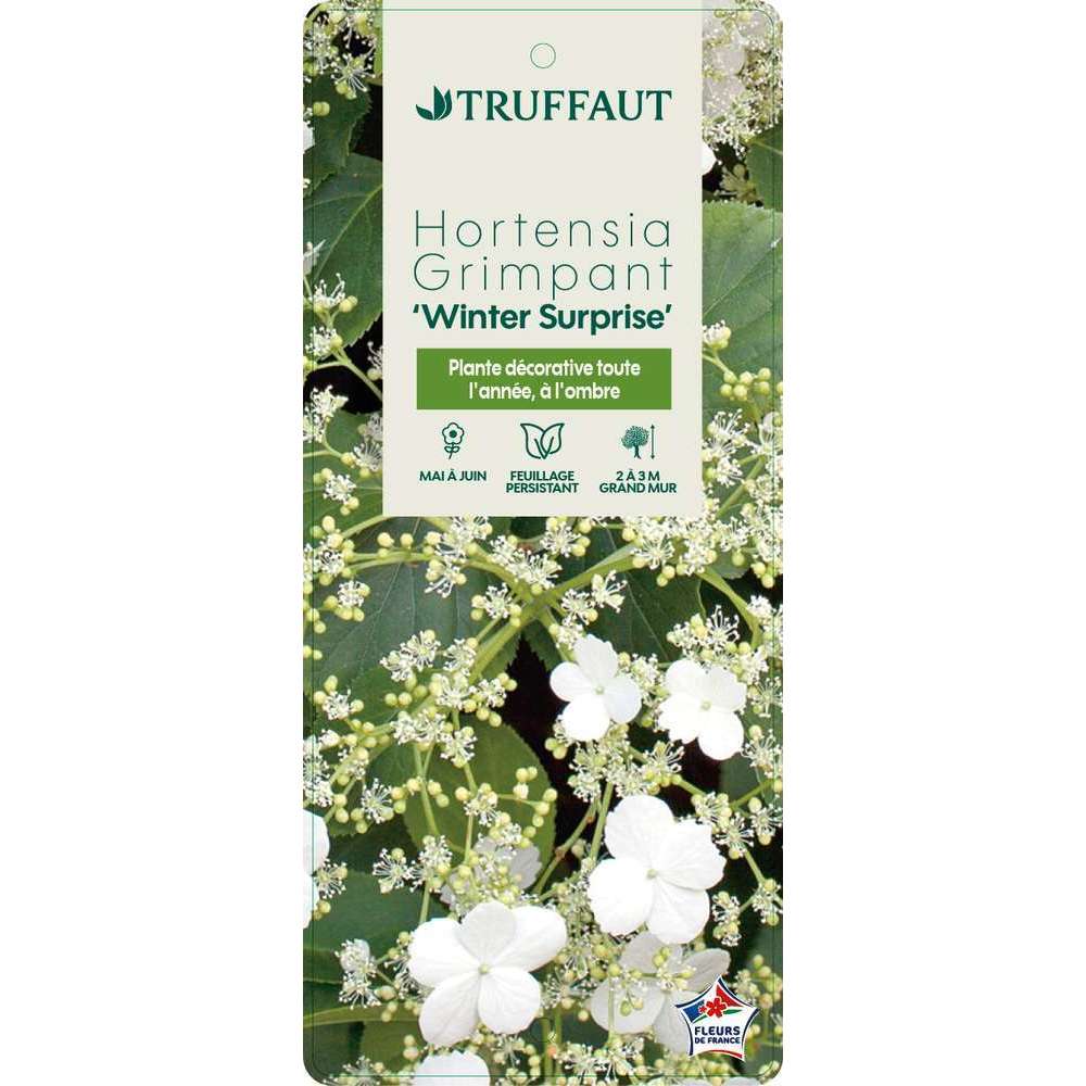 Hydrangea ' Winter Surprise': conteneur 3 litres