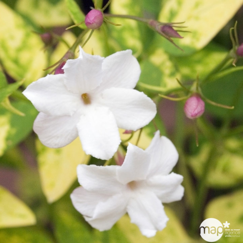 Jasminum officinale Aureum : ctr de 3 Litres