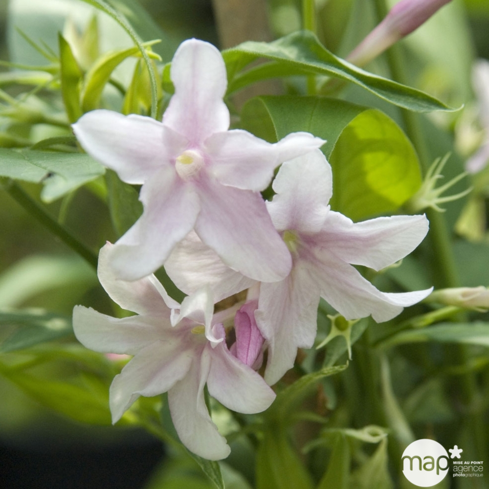 Jasminum x stephanense, pot 3 litres