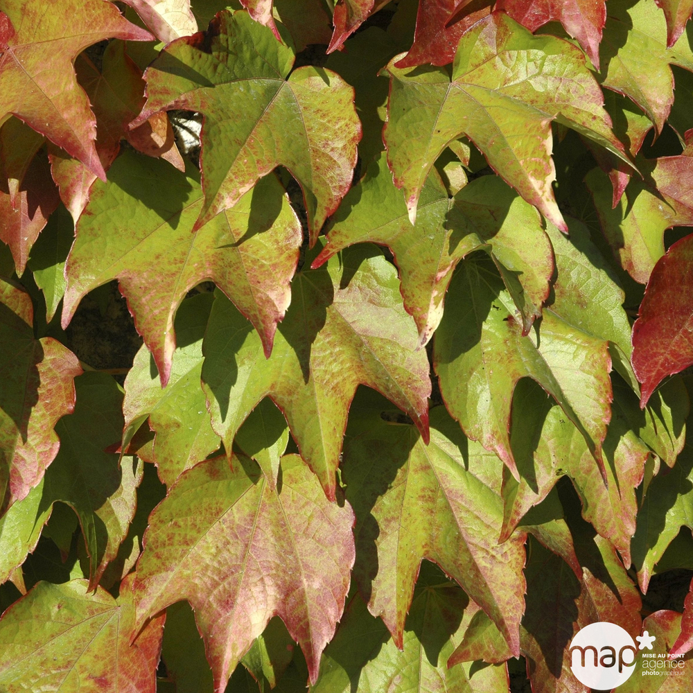 Parthenocissus veitchii, pot 3 litres