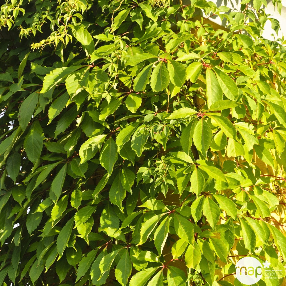 Parthenocissus quinquefolia 'Yellow Wall'® :conteneur 3 litres