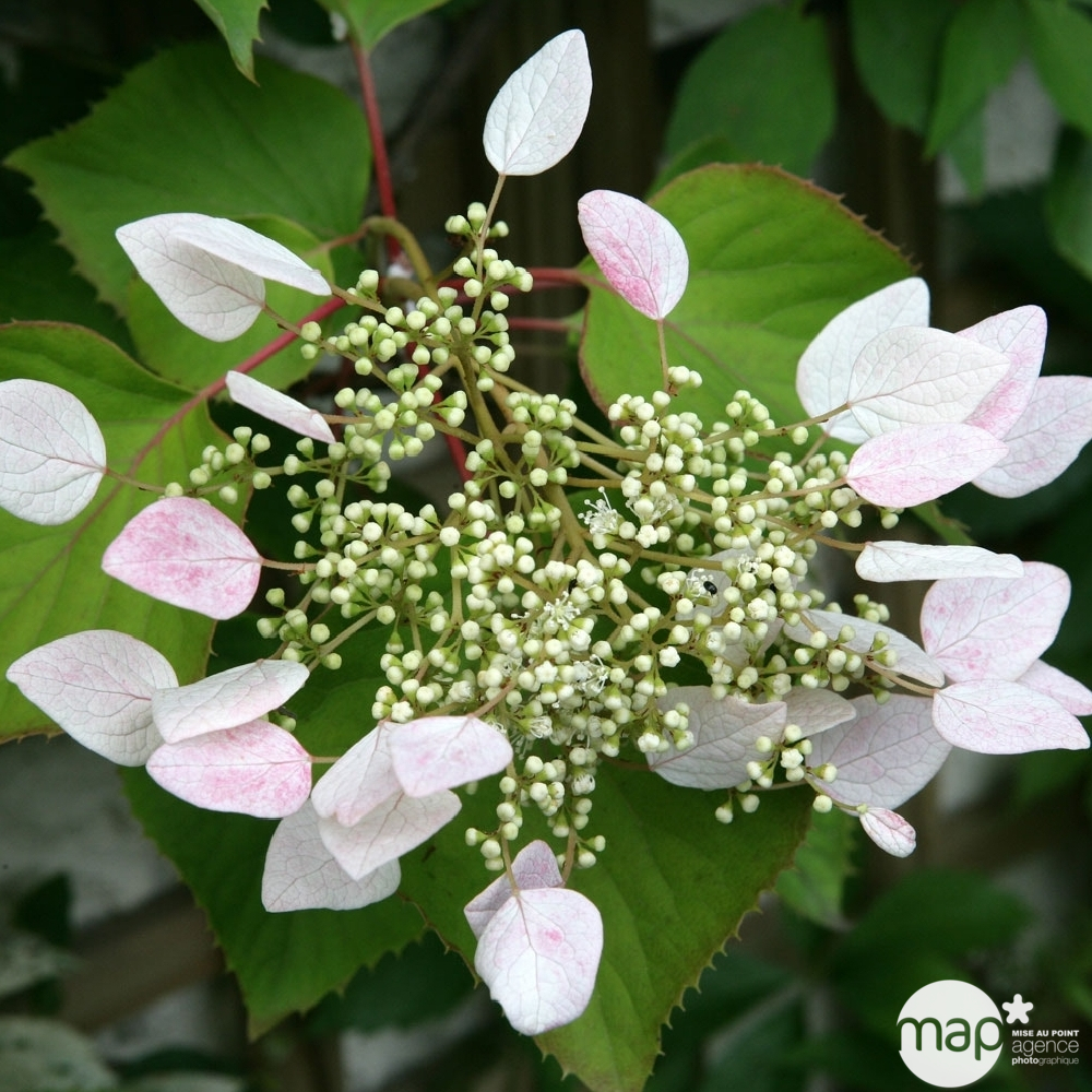 Schizophragma hydrangeoides, pot 3 litres