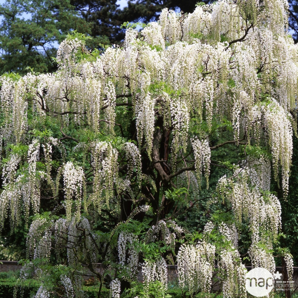 Wisteria floribunda Alba : ctr de 3 litres