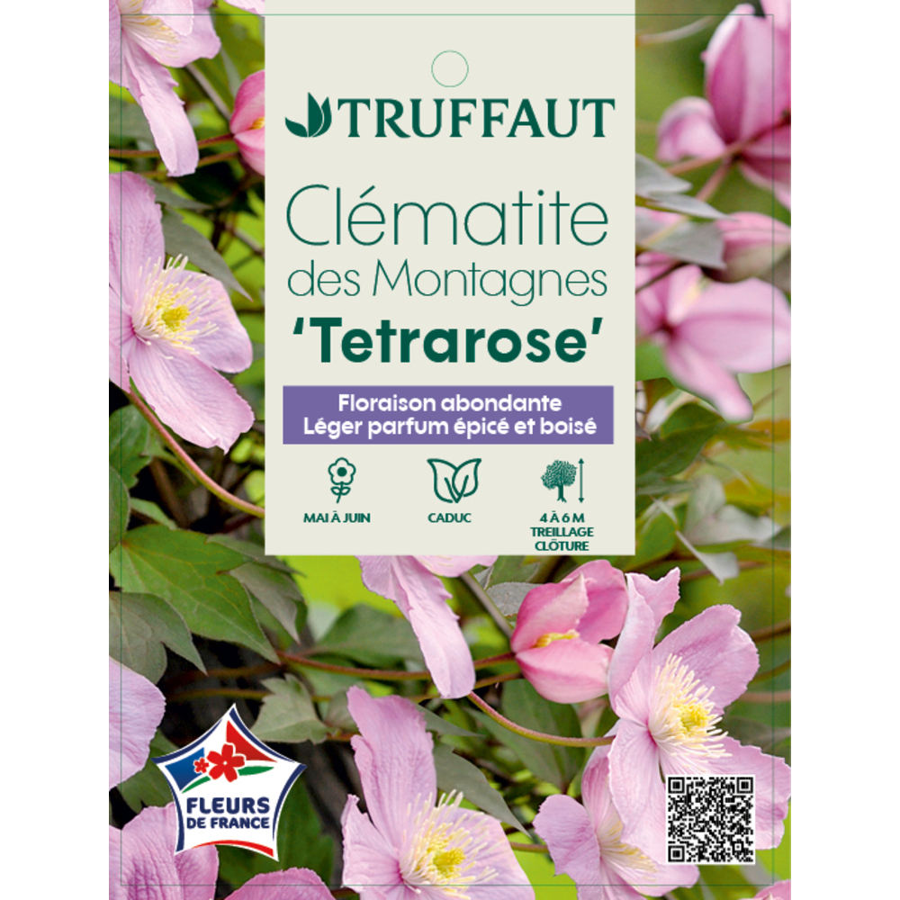 Clematis tetrarose : C. 3L