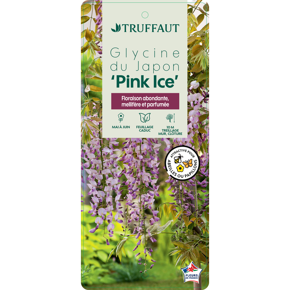 Wisteria floribunda Pink Ice : ctr de 3 litres