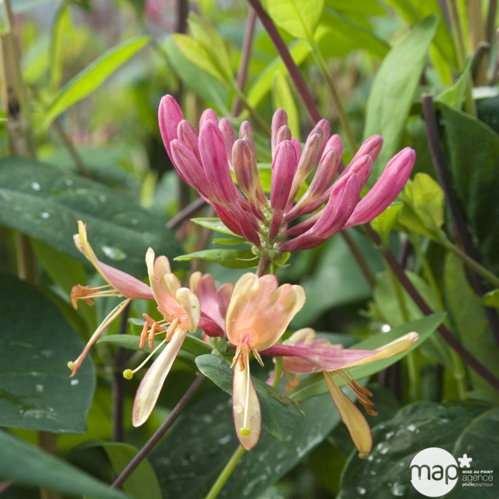 Lonicera Goldflame : ctr de 3 Litres