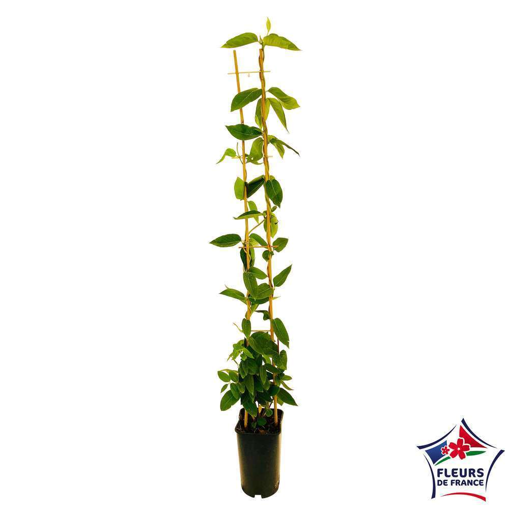 Lonicera Copper Beauty ® : ctr de 3 Litres