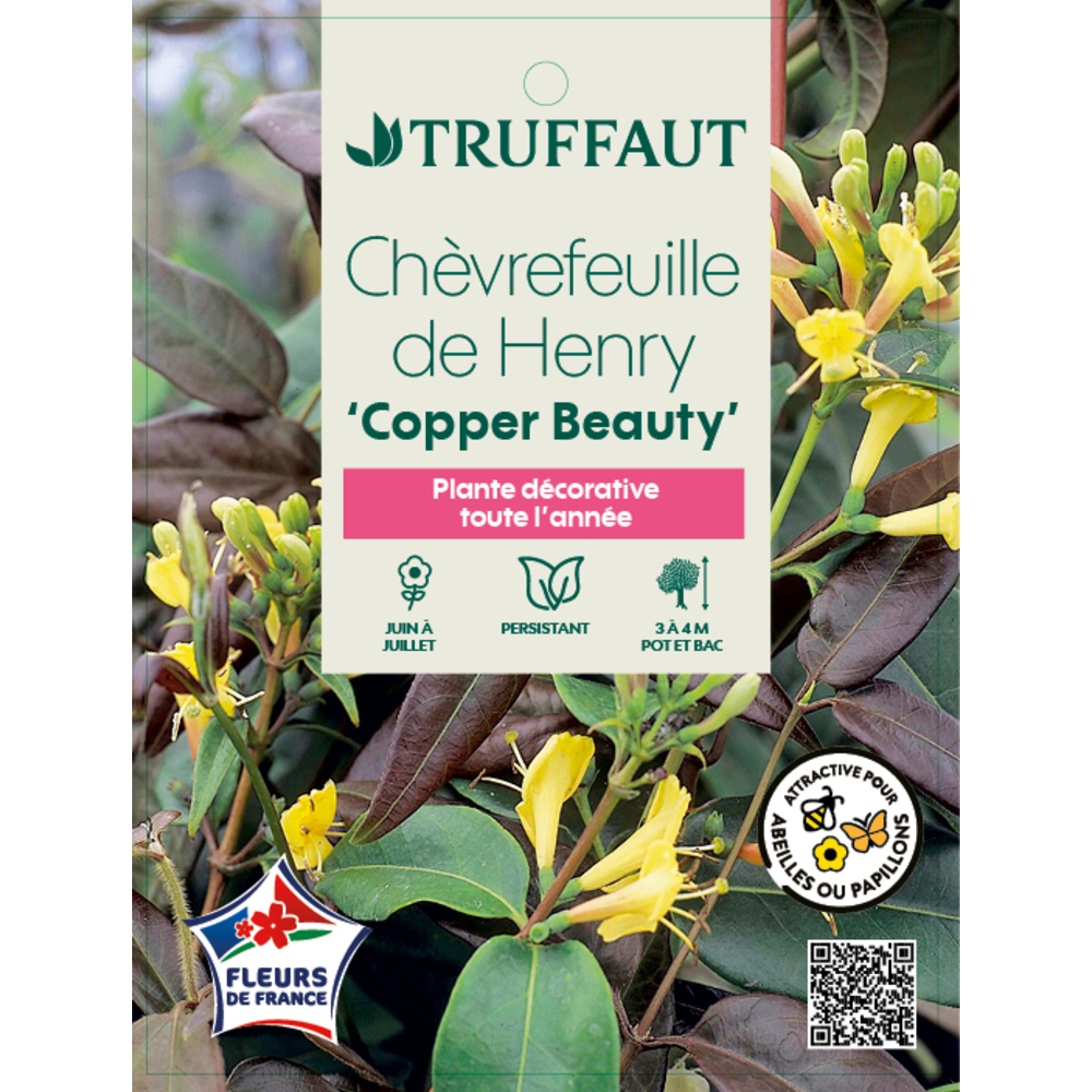Lonicera Copper Beauty  : ctr de 3 Litres Truffaut | Truffaut