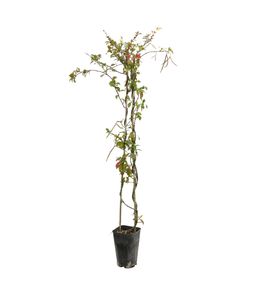 Trachelospermum asiaticum : 3L