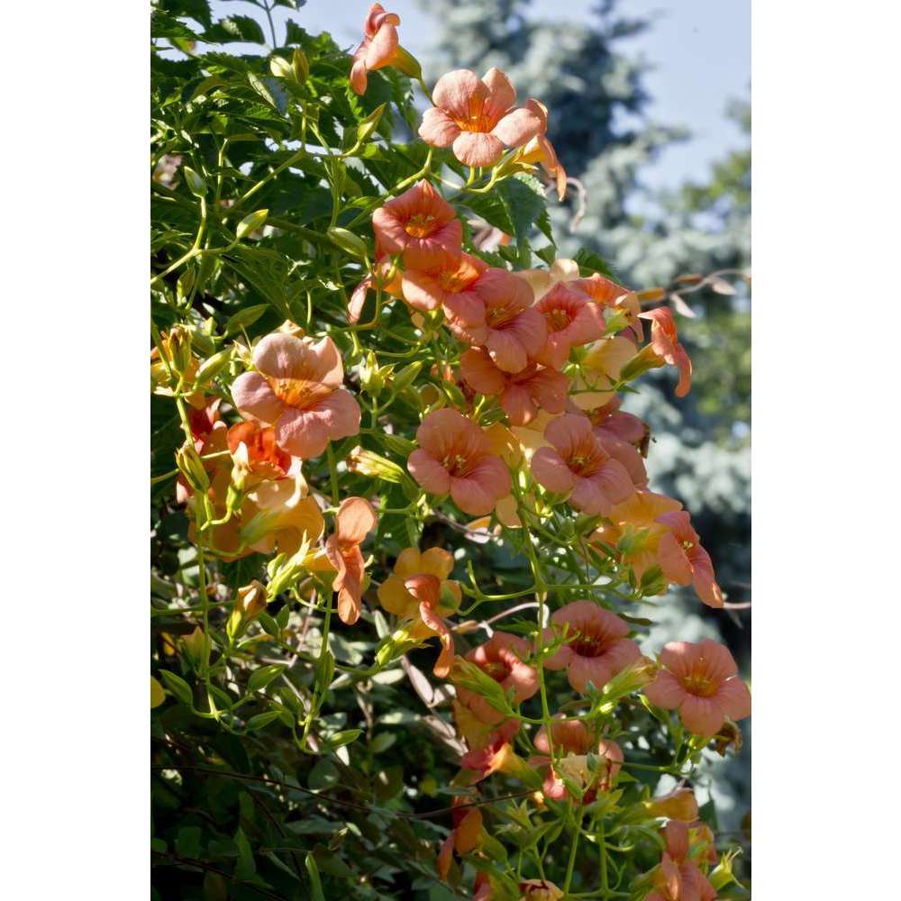 Campsis radicans : conteneur 1.5 litres