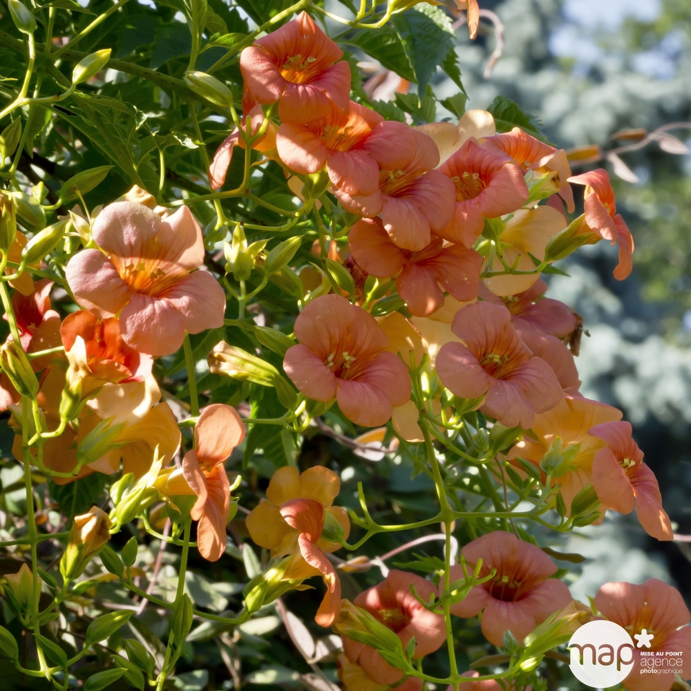 Campsis Radicans : en tipi - pot de 6 L