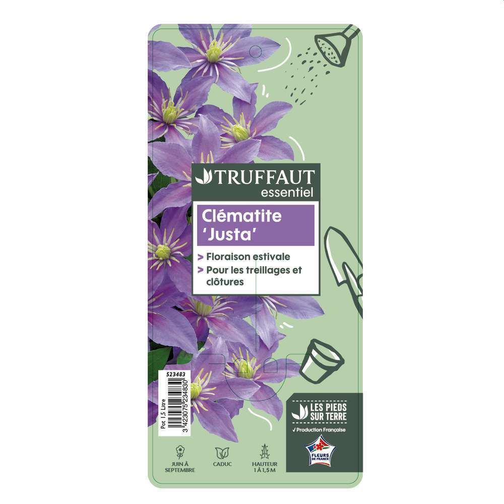 Clematis Justa : Conteneur de 1,5 Litres