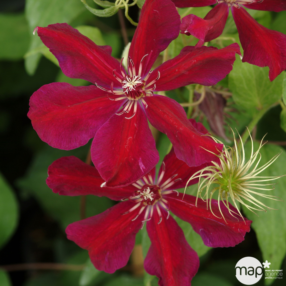 Clematis ' Syrena ': conteneur 1,5 litres