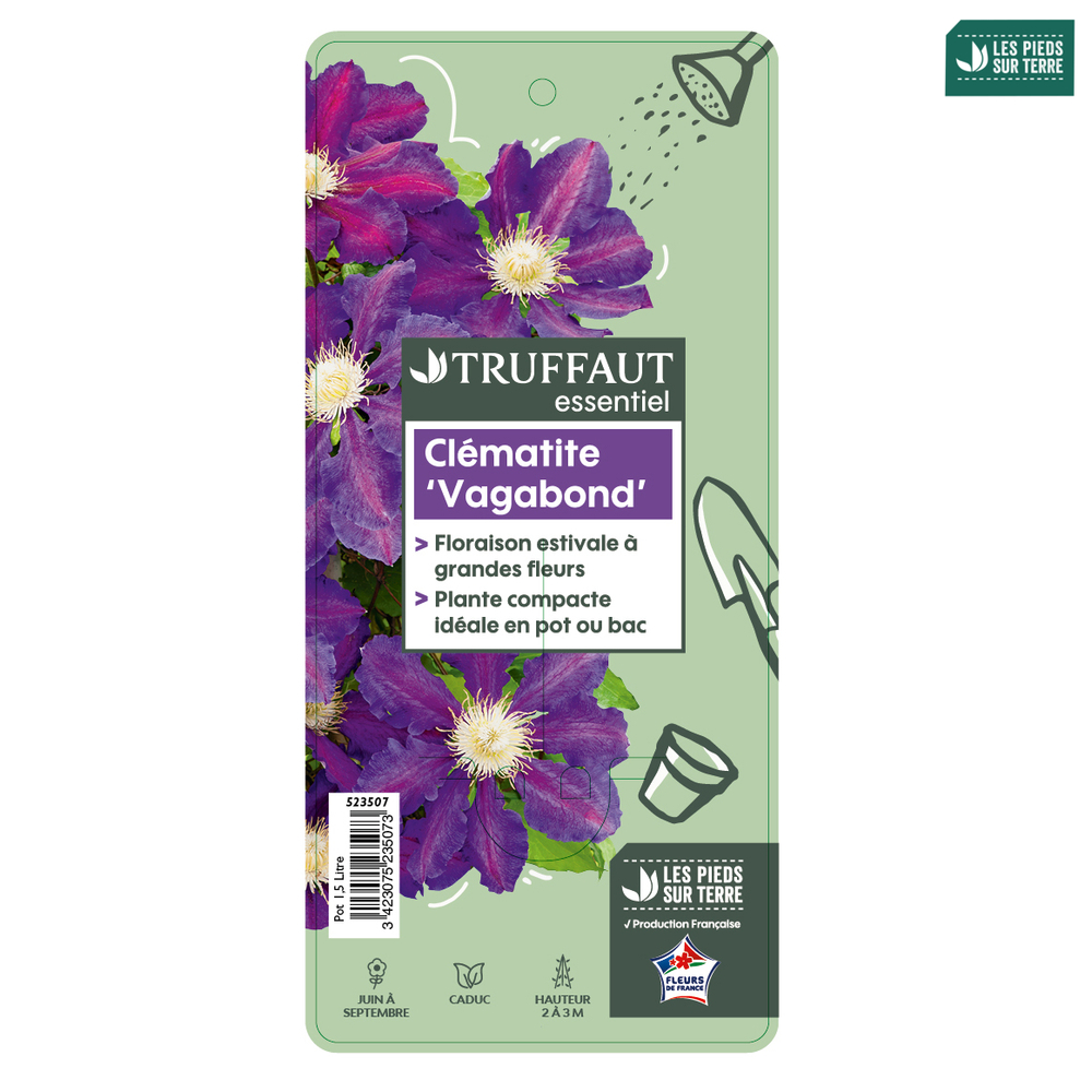 Clematis hybride 'The Vagabond ':conteneur 1,5 Litres