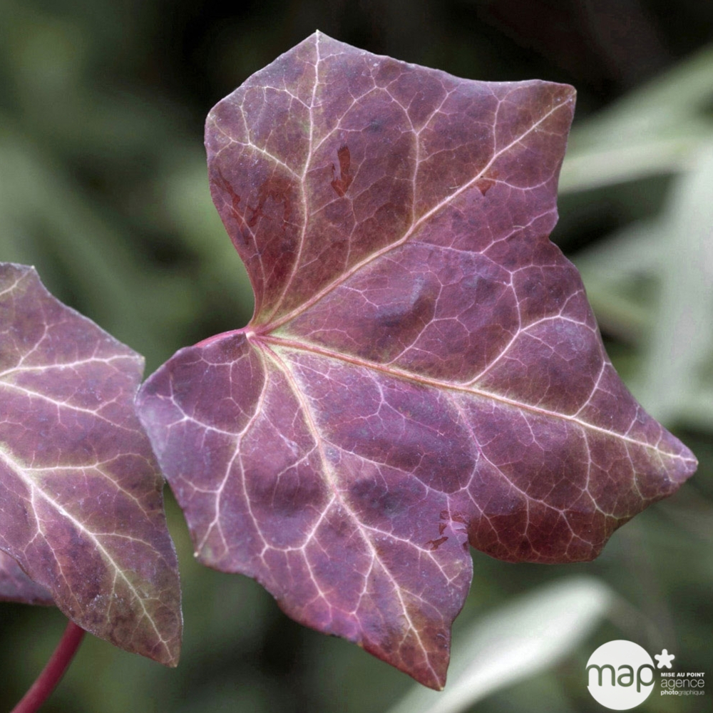 Hedera Hibernica : ctr de 1,5 L.