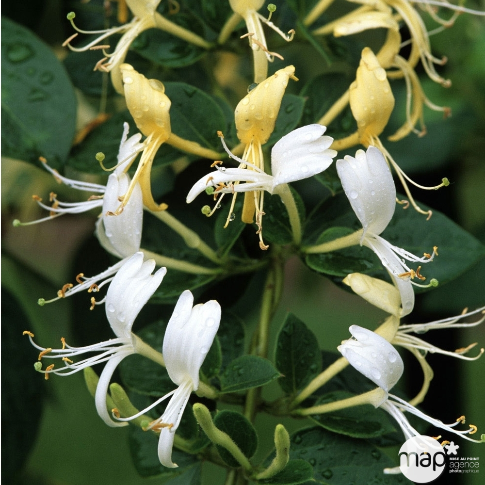 Lonicera japonica Hall's Prolific : ctr de 1,5 Litres