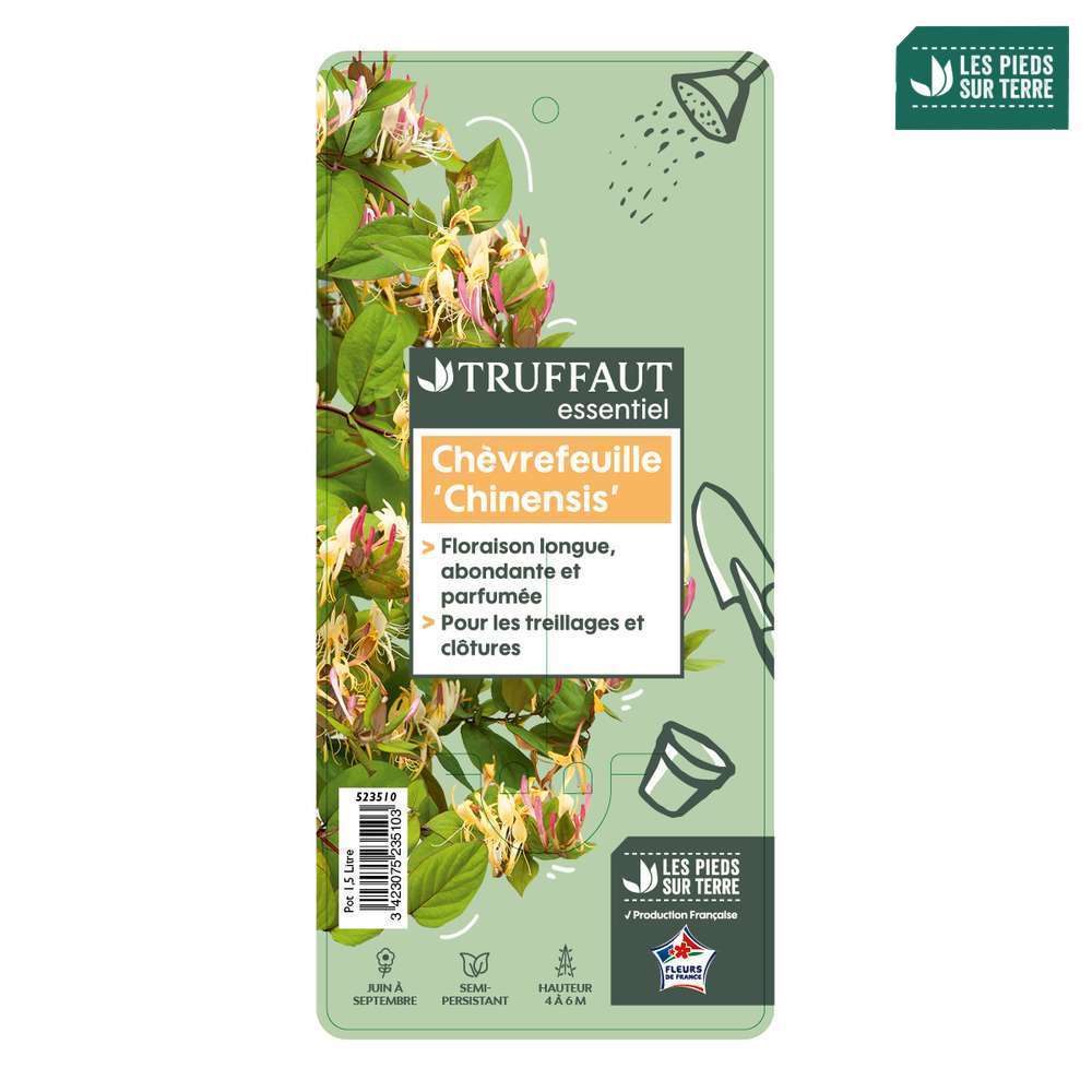 Lonicera japonica 'Sinensis ':conteneur 1,5 Litres