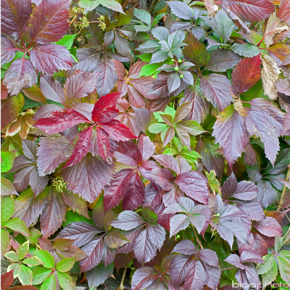 Parthenocissus quinquefolia engelmanii : ctr de 1.5 litres