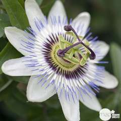 PASSIFLORE BLEUE - Passiflora Caerulea