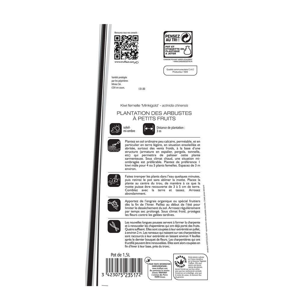 Kiwi chinensis 'Minkigold' : pot de 1,5 litres