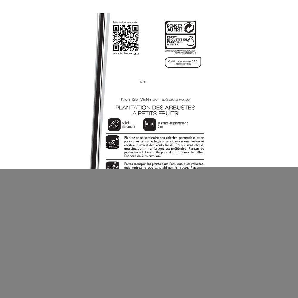 Kiwi chinensis 'Minkimale' : pot de 1,5 litres