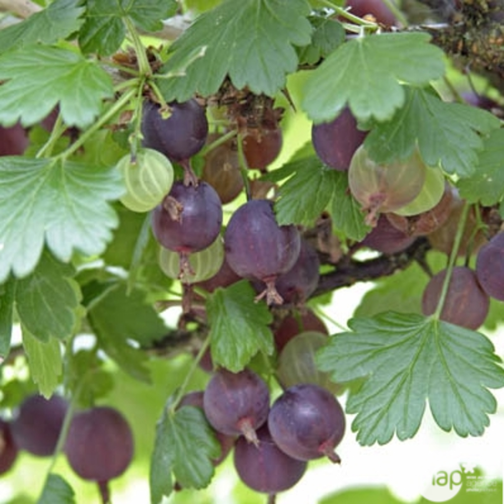 Caseille Josta : pot 5 Litres