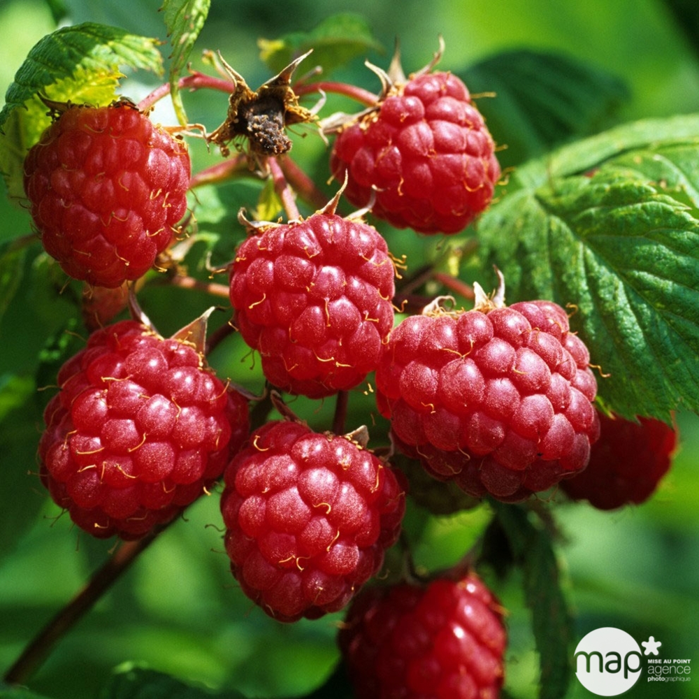 Framboisier Héritage : pot 5L