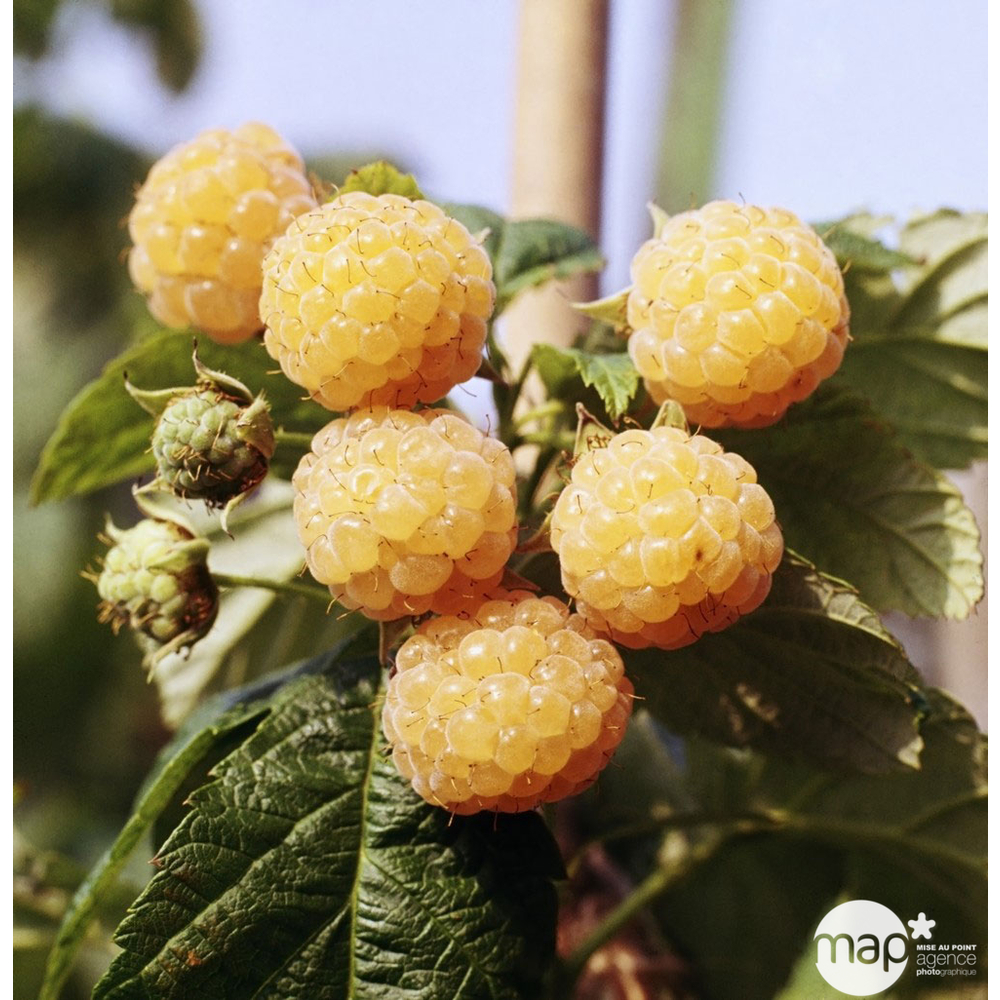 Framboisier 'Fallgold' : pot de 5 litres