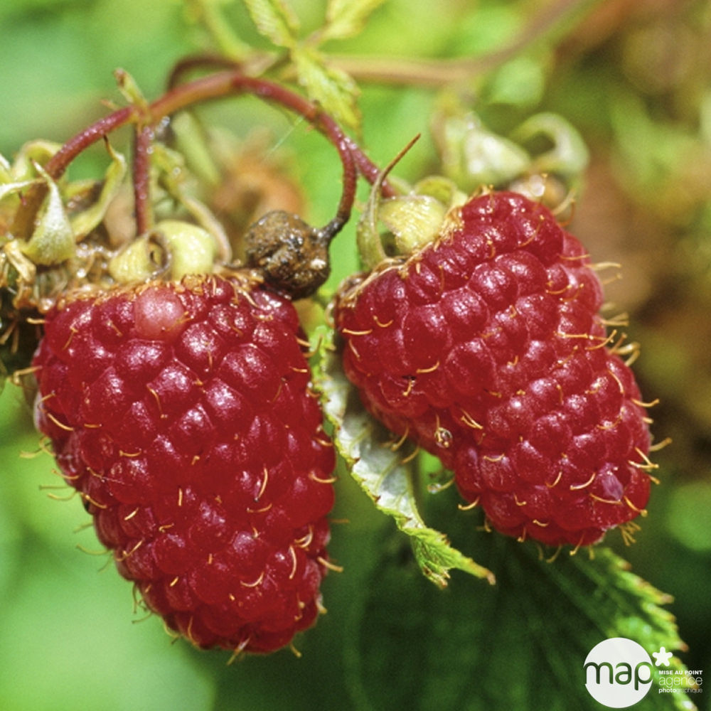 Framboisier Marastard® : C 5L