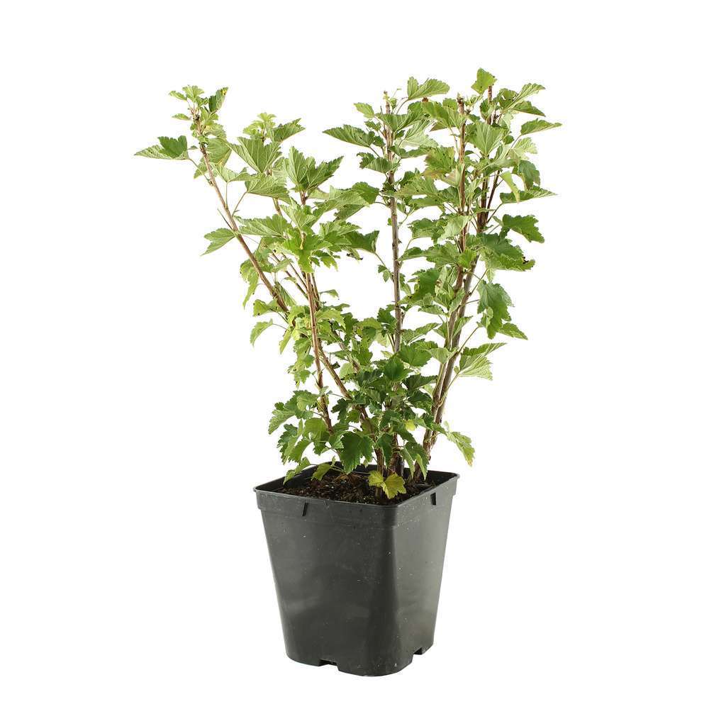 Groseillier à grappes 'London Market' : pot de 5 litres