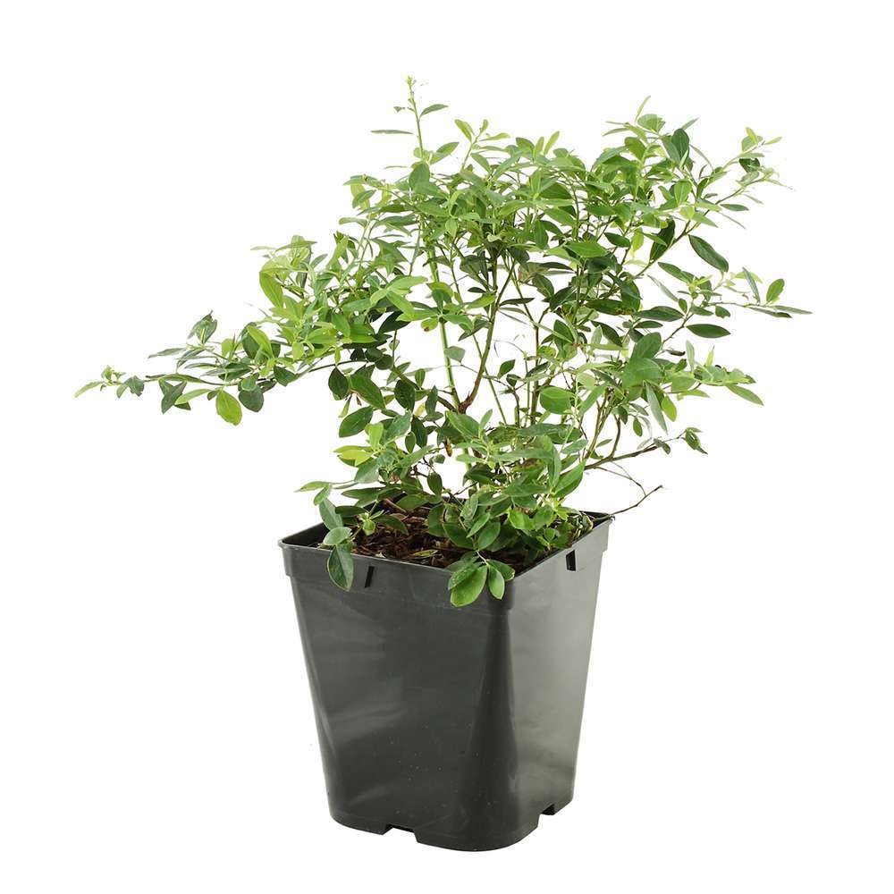 Myrtillier 'Blue Pearl' : pot de 5 litres