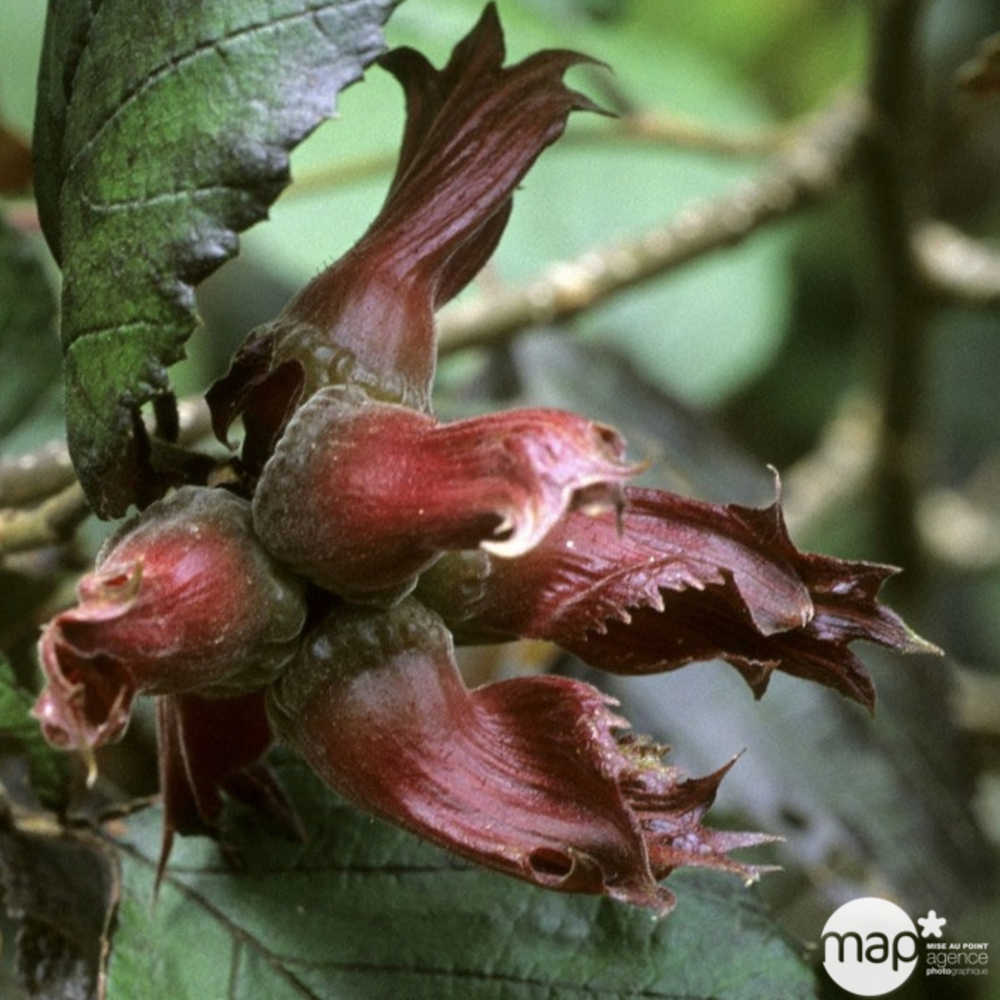 Noisetier 'Maxima Purpurea' : pot de 5 litres