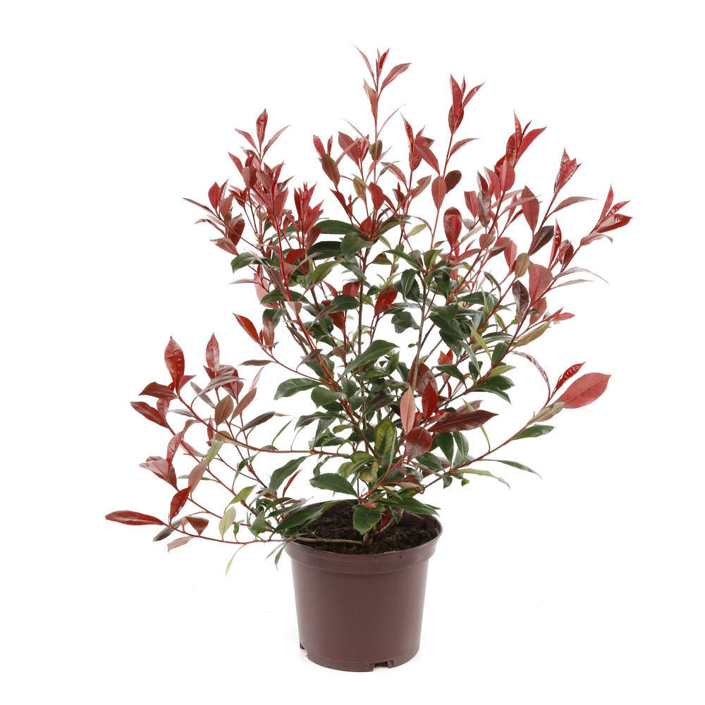 Photinia 'Carré Rouge':pot 5L