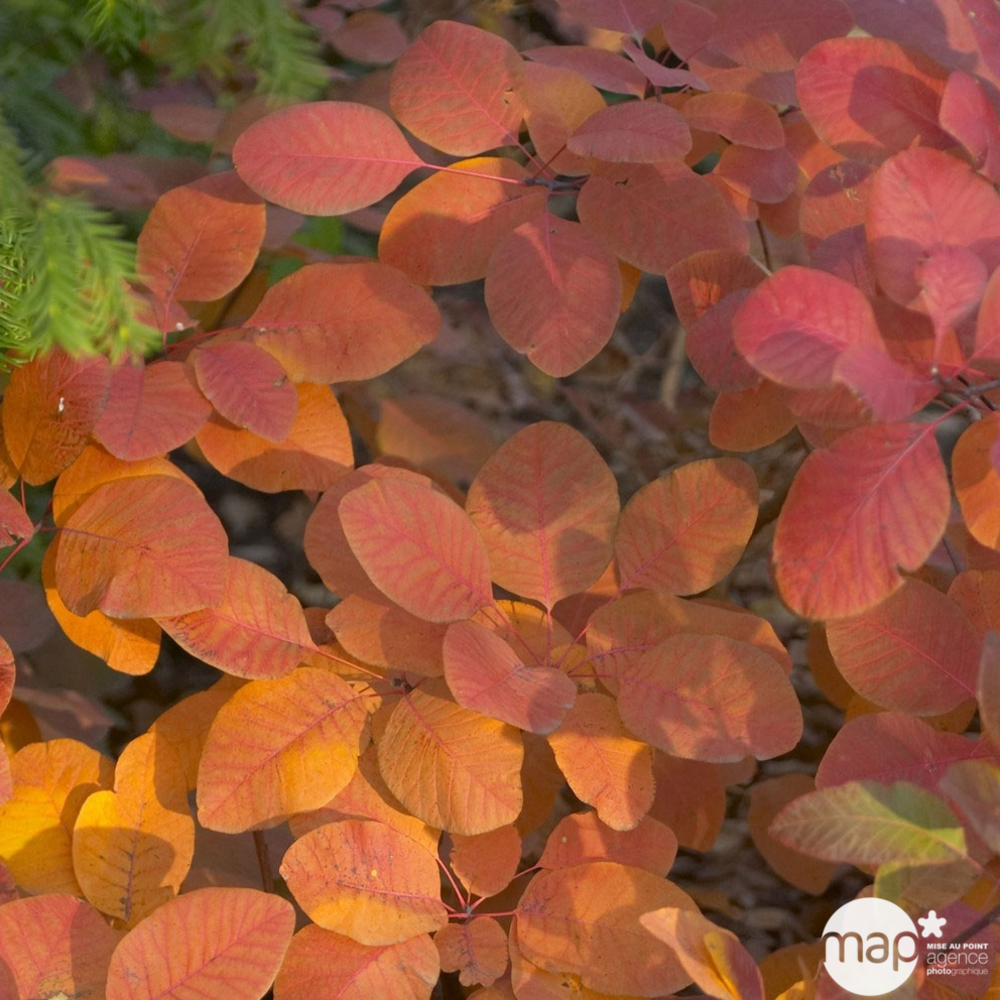 Cotinus x ' Grace ' : H 40/60 cm : ctr 4,5 litres