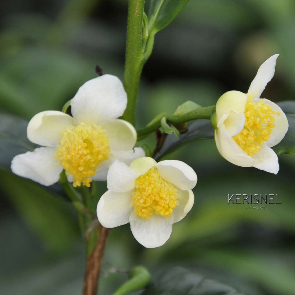 Camellia sinensis: conteneur 4 litres (rouge)