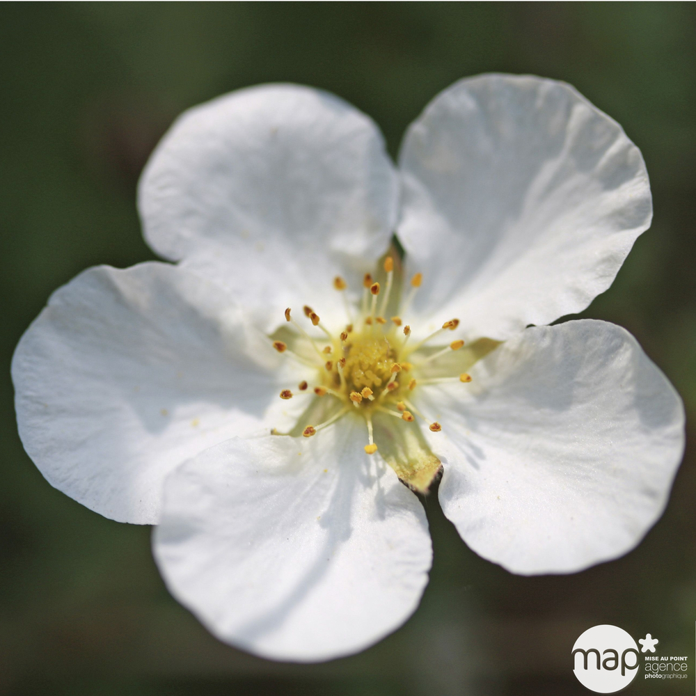 Potentilla varié:h 20/30 cm conteneur 4,5 litres