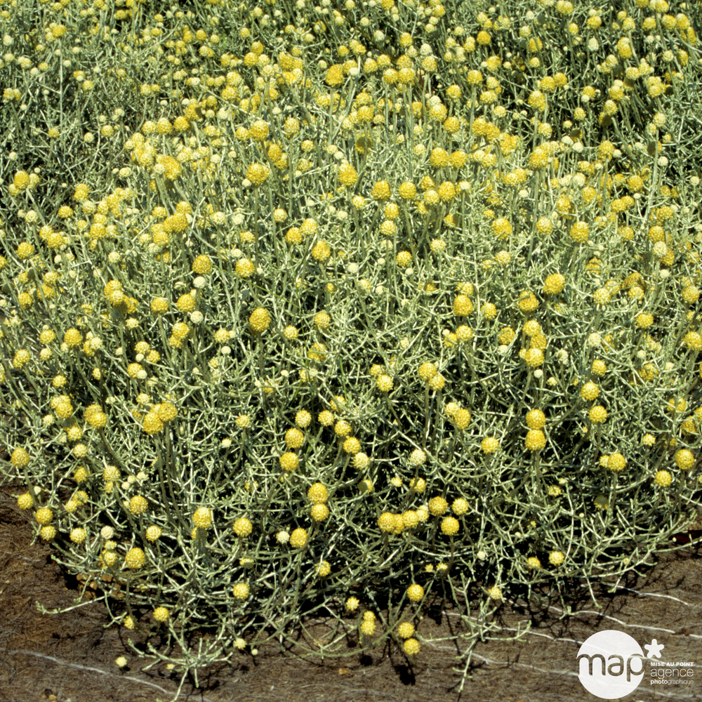 Calocephalus : pot de diamètre 13 cm