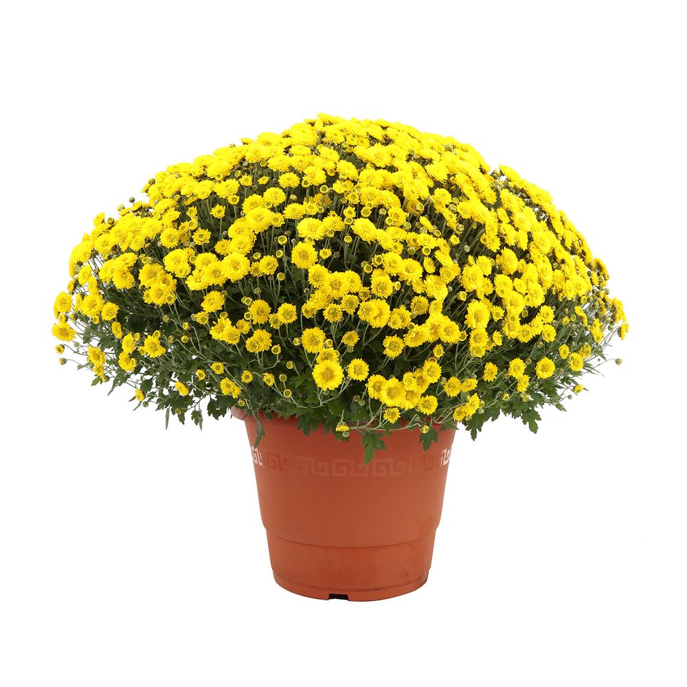 Chrysanthème pompon:jumbo specimen Coloris variables
