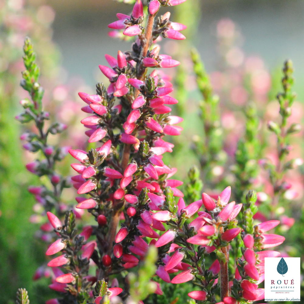Calluna vulgaris 'Athena':conteneur 1 litre