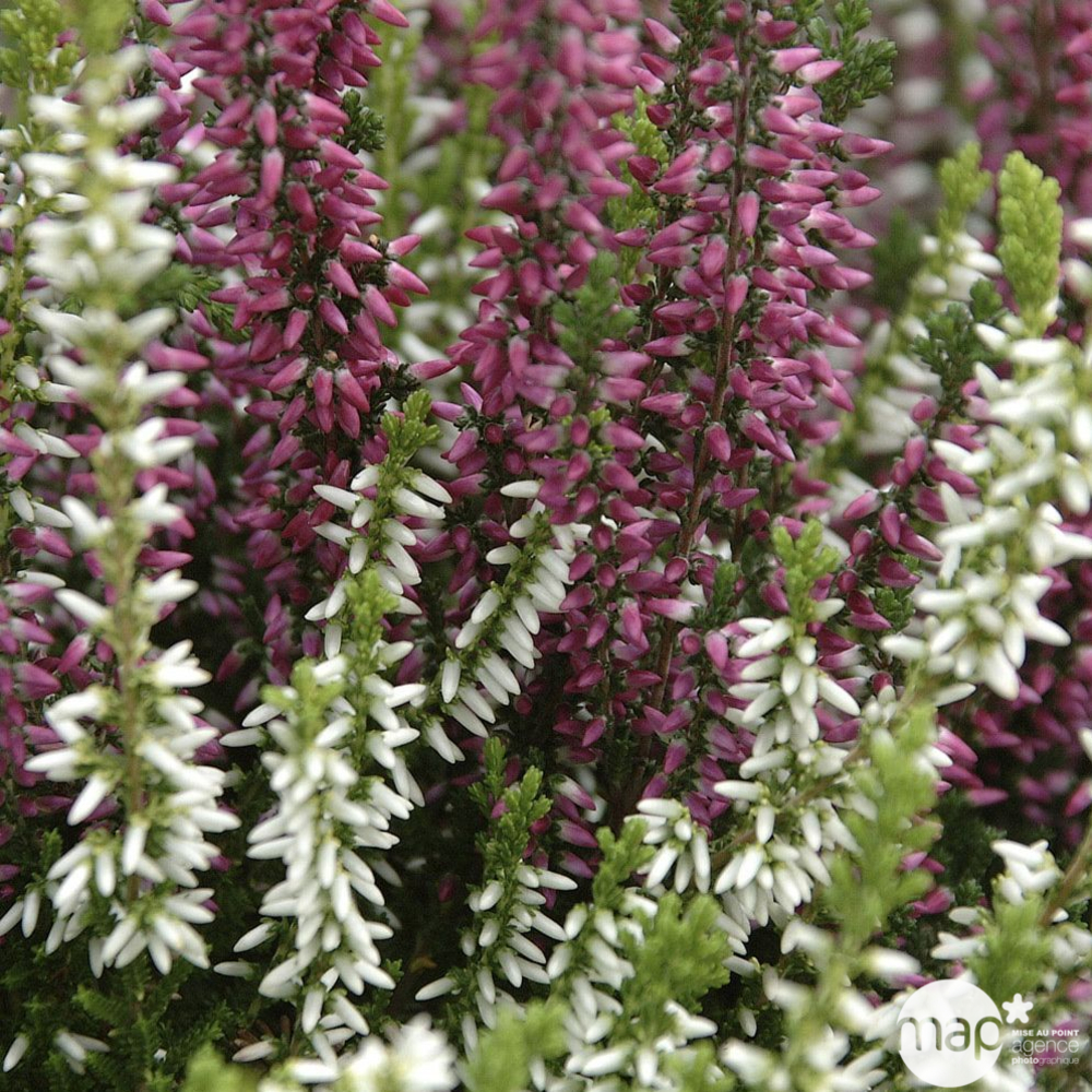 Calluna vulgaris 'Marlies' : conteneur 1 litre