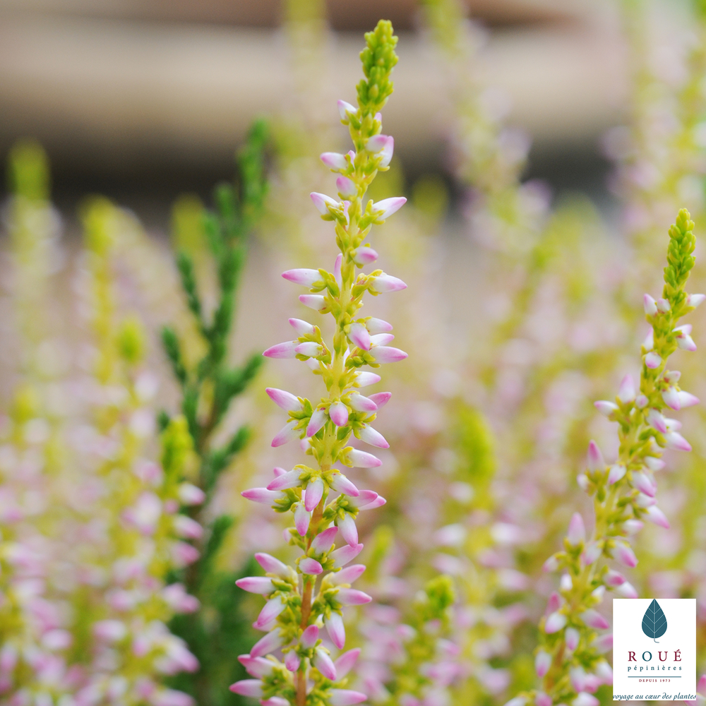 Calluna vulgaris 'Theresa':conteneur 1 litre
