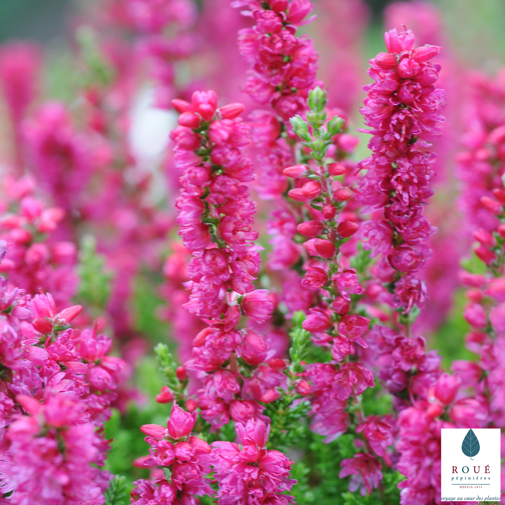 Calluna vulgaris 'Dark Beauty':conteneur 1 litre